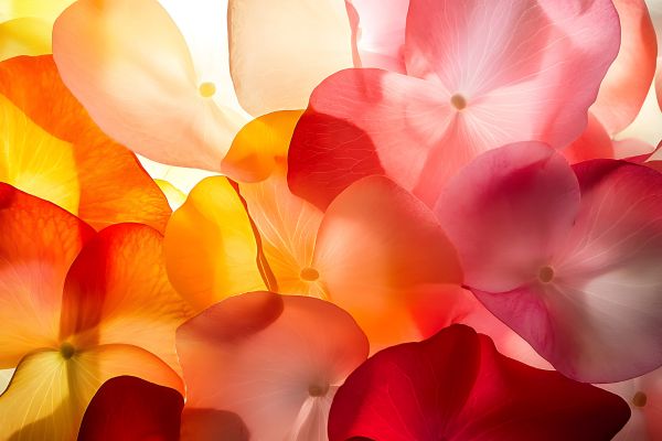 seasonal wedding flower guide